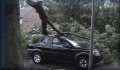 Storm 20072002_button.jpg (3185 bytes)